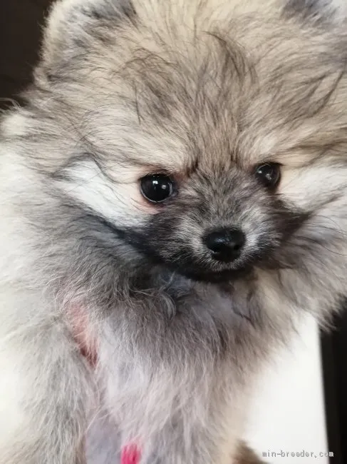 ジュンピー 様のお迎えした子犬