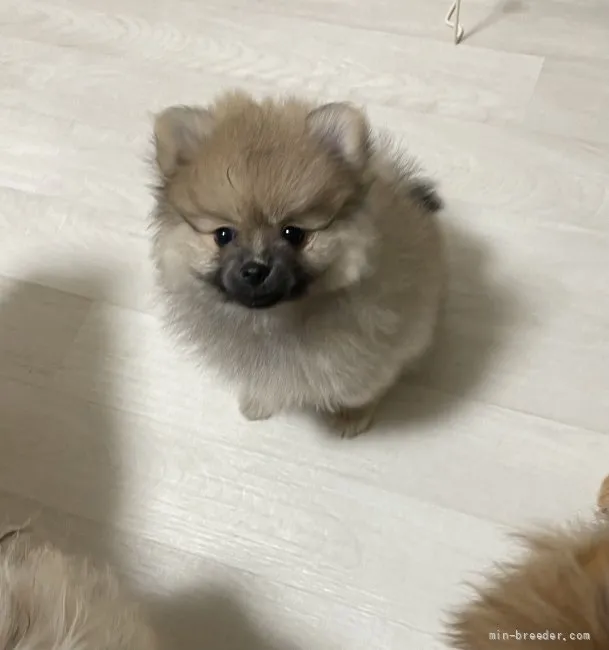 ID:2107-04202の子犬