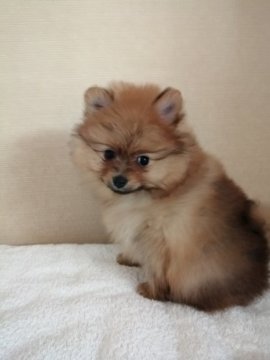 ポメラニアン【群馬県・男の子・2019年2月19日・オレンジ】の写真「元気一杯やんちゃな子　」