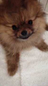 ポメラニアン【群馬県・女の子・2019年2月15日・オレンジセーブル】の写真「タヌキ顔の超可愛いお顔」