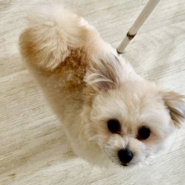 ミックス(ポメラニアン・マルチーズ)【群馬県・女の子・2023年10月13日・クリームセーブル】の写真「可愛い性格💖」