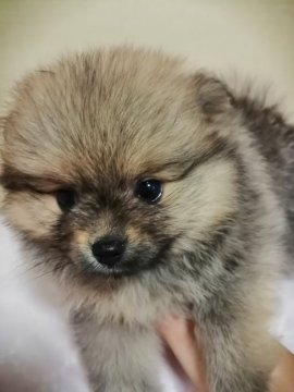ポメラニアン【群馬県・男の子・2020年4月28日・オレンジセーブル】の写真「わりとマイペースナイスガイ⁉️」