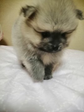 ポメラニアン【群馬県・男の子・2020年5月12日・ウルフセーブル】の写真「優しいおっとりさんお顔も可愛です。」