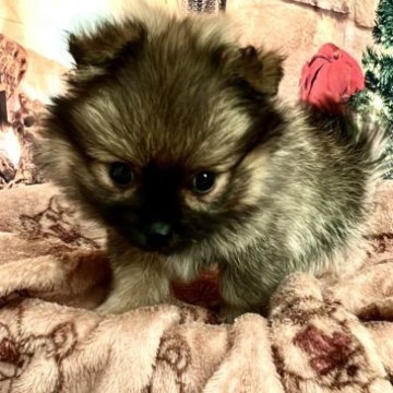 ミックス(ポメラニアン・マルチーズ)【群馬県・女の子・2023年10月13日・オレンジセーブル】の写真「ポメタイプのMIXでとっても美人さん💓パパ似です」