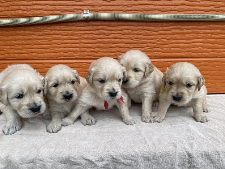 福田祥子ブリーダーのブログ：11月生まれの子犬①