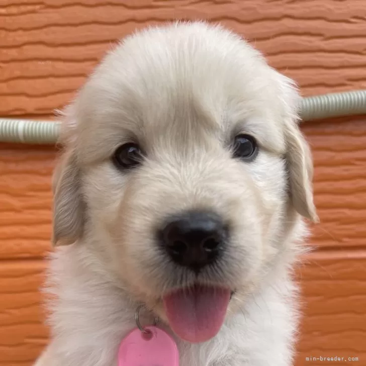 ID:2508-08552の子犬