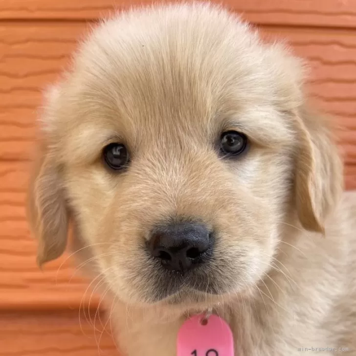 Y.T 様のお迎えした子犬