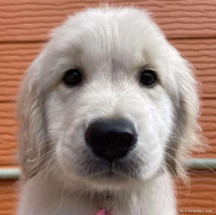 ID：2508-08544の子犬