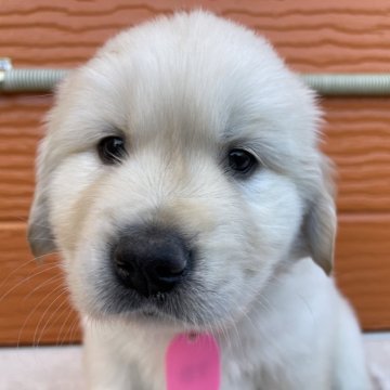 ゴールデンレトリバー【茨城県・男の子・2025年11月7日・ゴールド】の写真「両親股関節＆PRA等検査済み。生命保証６ヶ月つき★」