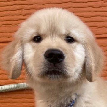 ゴールデンレトリバー【茨城県・男の子・2025年7月12日・ゴールド】の写真「両親股関節＆PRA等検査済み。生命保証６ヶ月つき★」