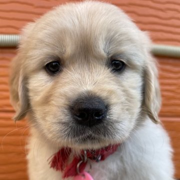 ゴールデンレトリバー【茨城県・女の子・2026年1月9日・ゴールド】の写真「両親股関節・遺伝子検査済み！健康で元気な子犬です❤」