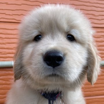 ゴールデンレトリバー【茨城県・男の子・2025年10月22日・ゴールド】の写真「両親股関節＆PRA等検査済み。生命保証６ヶ月つき★」