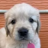 ゴールデンレトリバー【茨城県・女の子・2025年11月7日・ゴールド】の写真1