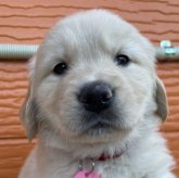 ゴールデンレトリバー