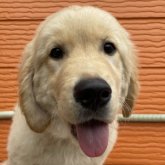 ゴールデンレトリバー