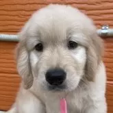 ゴールデンレトリバー【茨城県・女の子・2025年7月12日・ゴールド】の写真1