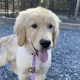 ゴールデンレトリバー【茨城県・男の子・2025年7月12日・ゴールド】の写真1