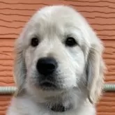 ゴールデンレトリバー【茨城県・男の子・2025年9月15日・ゴールド】の写真1