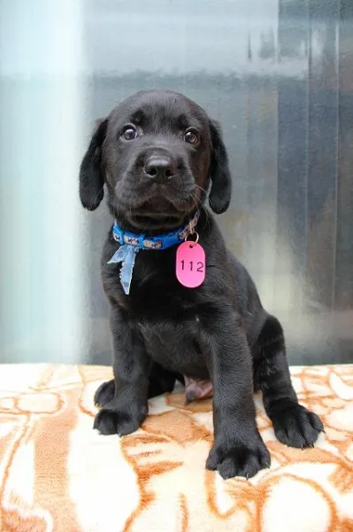 ID：1207-00482の子犬