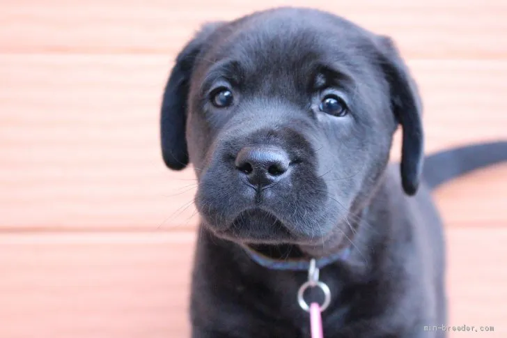 ID：2101-00316の子犬