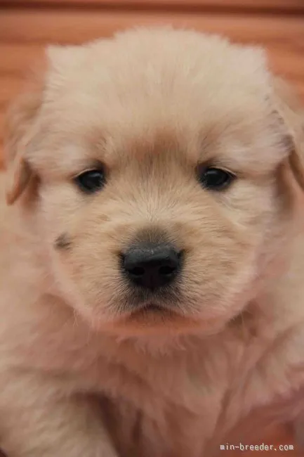 りる 様のお迎えした子犬