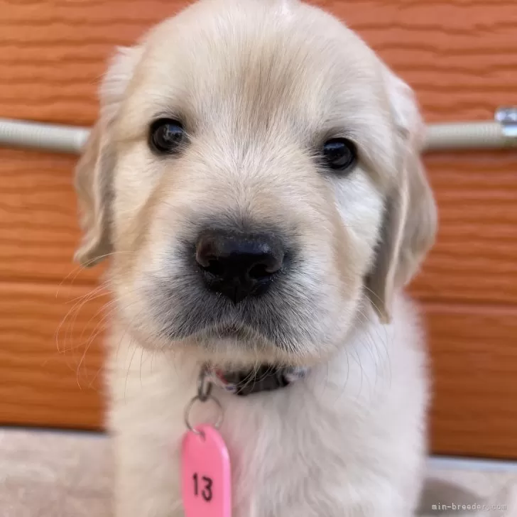 いぬすけ 様のお迎えした子犬