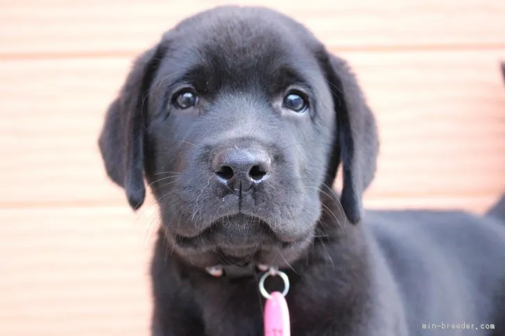 ID:1811-01121の子犬