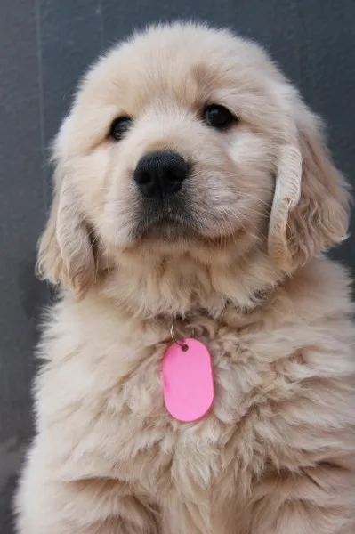ID:1205-00117の子犬