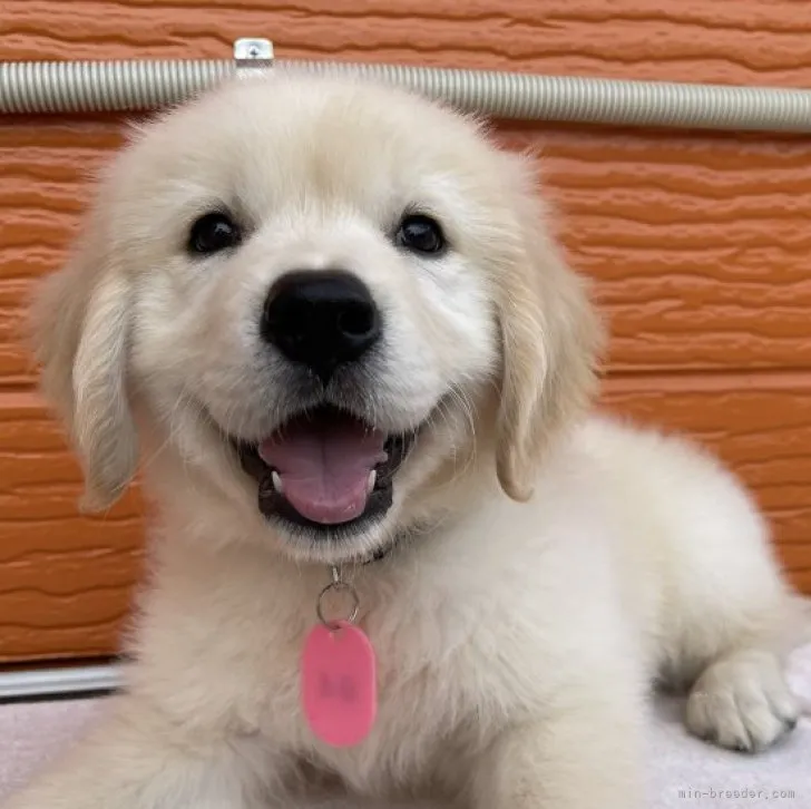 ID:2309-02838の子犬