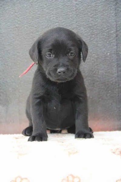 ID:1402-00215の子犬