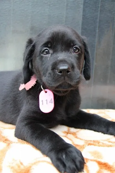 ID:1207-00484の子犬