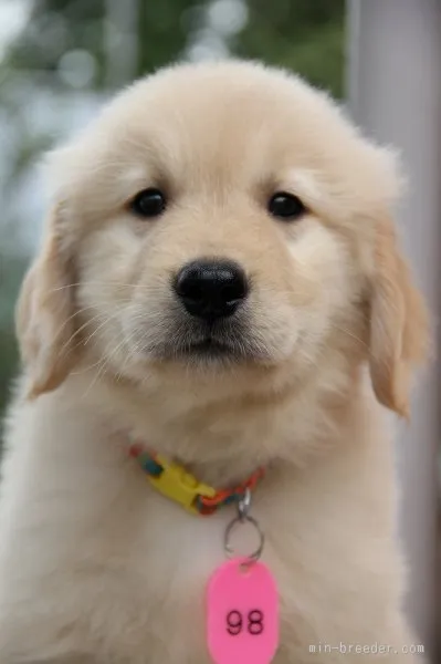 あやか 様のお迎えした子犬