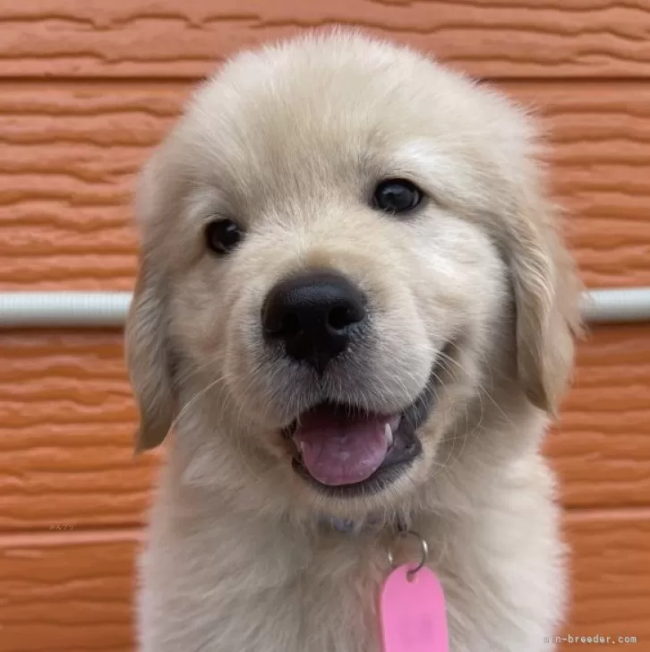 ID：2408-00249の子犬