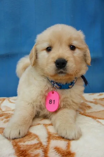 ラッキー 様のお迎えした子犬