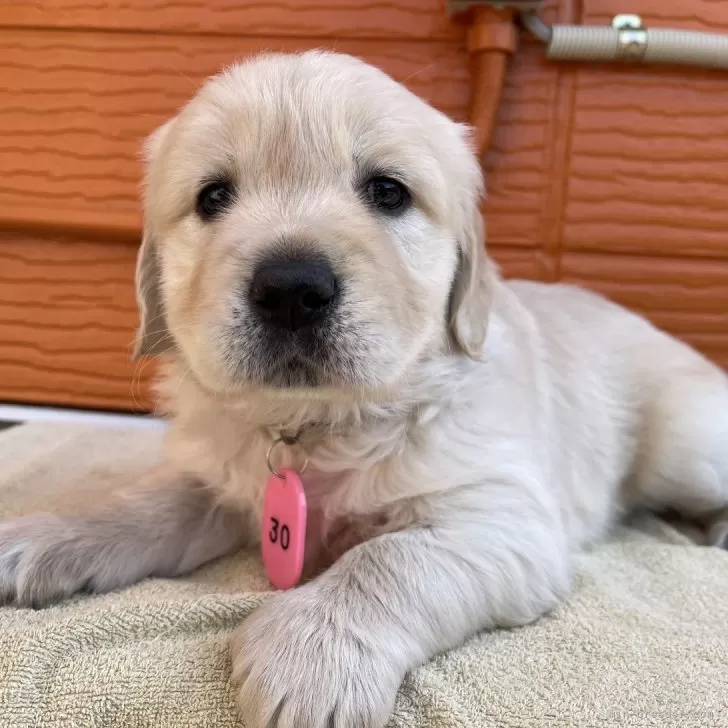 eiwan 様のお迎えした子犬