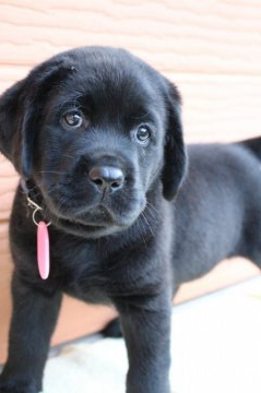 ラブラドールレトリバー【茨城県・男の子・2020年8月11日・ブラック】の写真「両親股関節＆PRA等検査済み。生命保証６ヶ月つき。」