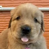 ゴールデンレトリバー【茨城県・男の子・2023年9月20日・ゴールド】の写真1「10/22」