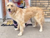 ゴールデンレトリバー【・女の子・2024年1月23日・ゴールド】