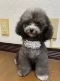 ティーカッププードル【大阪府・女の子・2025年6月7日・シルバー】の写真12