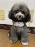 ティーカッププードル【大阪府・女の子・2025年6月7日・シルバー】の写真13