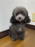 タイニープードル【大阪府・男の子・2025年6月7日・シルバー】の写真13