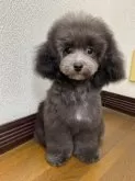 タイニープードル【大阪府・男の子・2025年6月7日・シルバー】の写真14