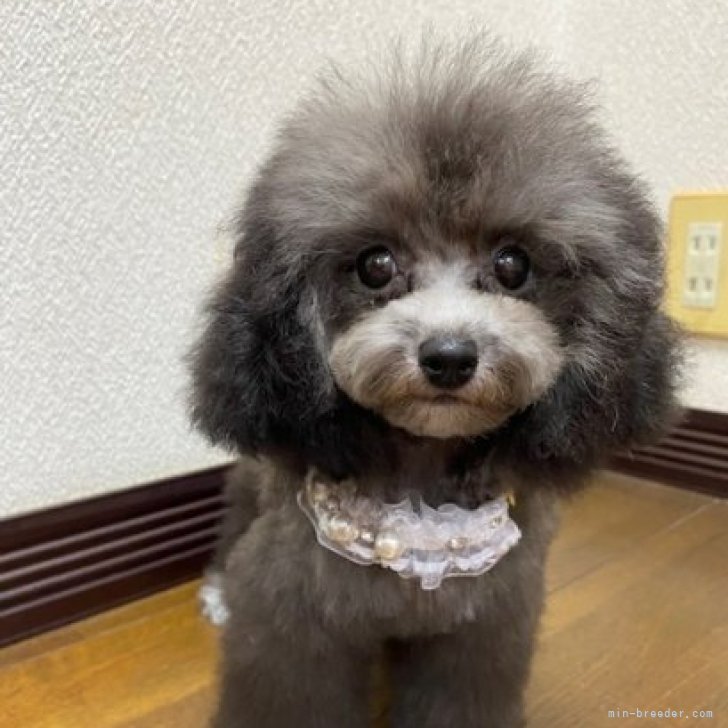 ブリーダー画像