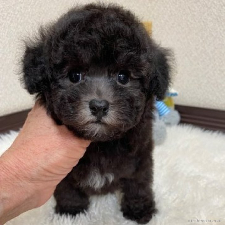 ブリーダー画像