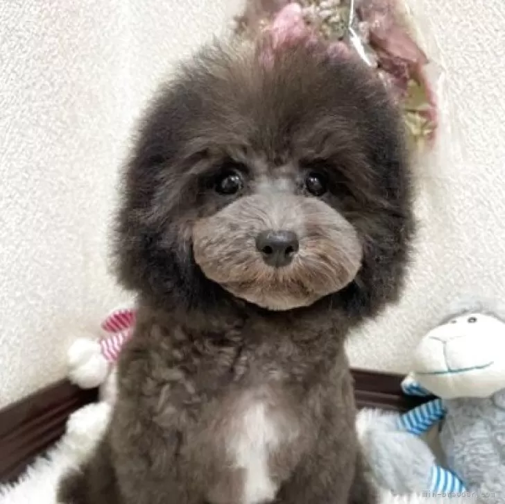 ID：2503-02074の子犬