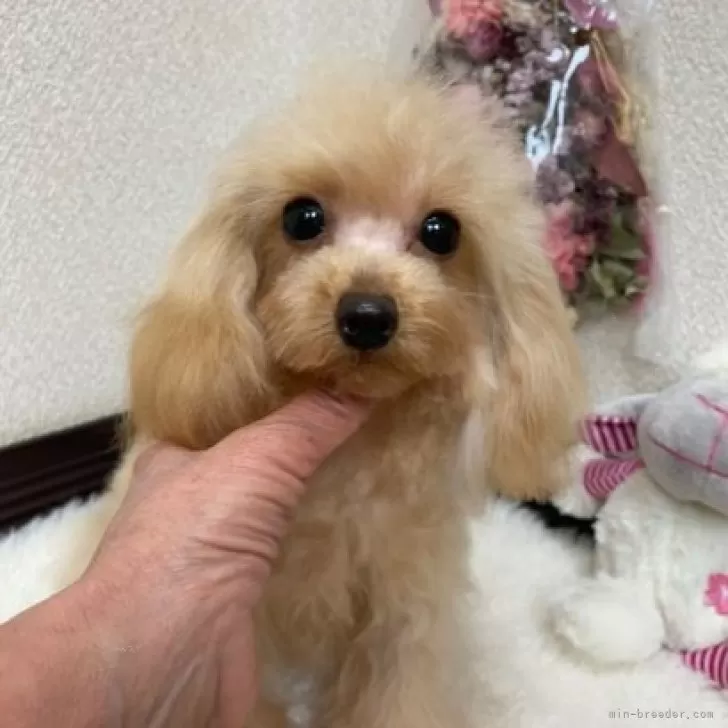 ID:2410-01861の子犬