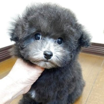 タイニープードル【大阪府・男の子・2025年8月23日・シルバー】の写真「まんまるお目め　めっちゃ可愛い男の子」