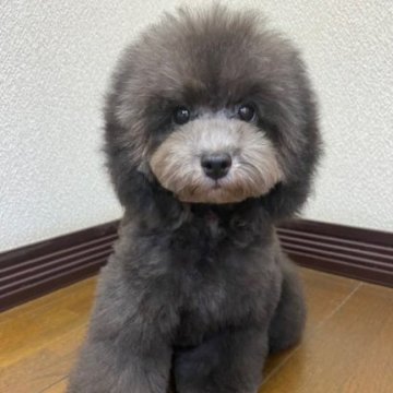 トイプードル(タイニー)【大阪府・男の子・2025年5月12日・シルバー】の写真「可愛い男の子」