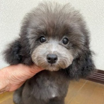 トイプードル(タイニー)【大阪府・男の子・2025年6月7日・シルバー】の写真「可愛い男の子」