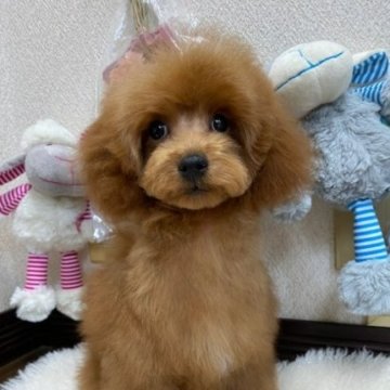 トイプードル(トイ)【大阪府・男の子・2024年8月26日・アプリコット】の写真「おめめクリクリ可愛いお顔をした男の子」